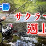 サクラマスがいるとニジマスやヤマメが釣れにくくなる？【北海道渓流釣り】