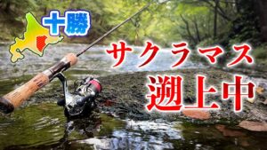 サクラマスがいるとニジマスやヤマメが釣れにくくなる?【北海道渓流釣り】