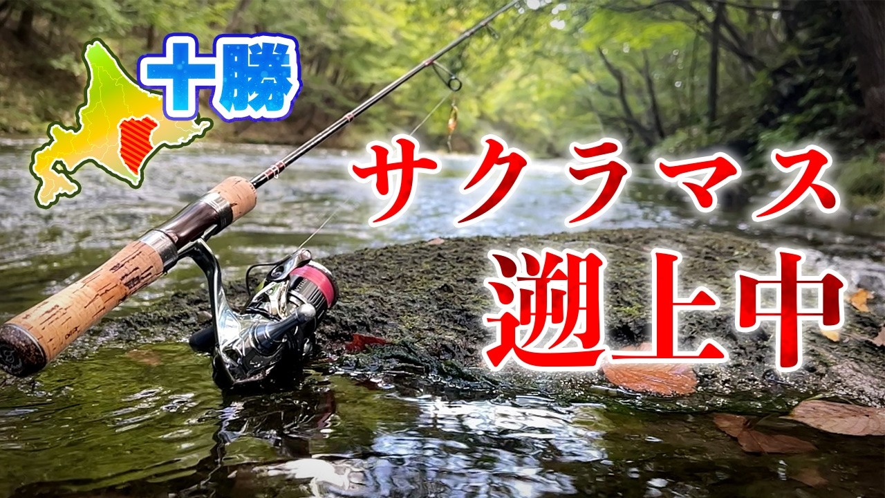 サクラマスがいるとニジマスやヤマメが釣れにくくなる?【北海道渓流釣り】