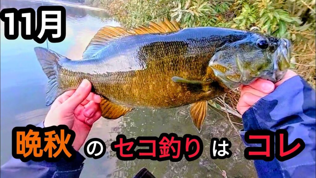 【川スモール】晩秋に効くセコ釣りはコレ！【バス釣り】