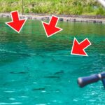 再オープンした"あの釣り場"は相変わらず大型サーモンの巣窟でした...【エリアトラウト】【管理釣り場】【パインレイク鹿留】