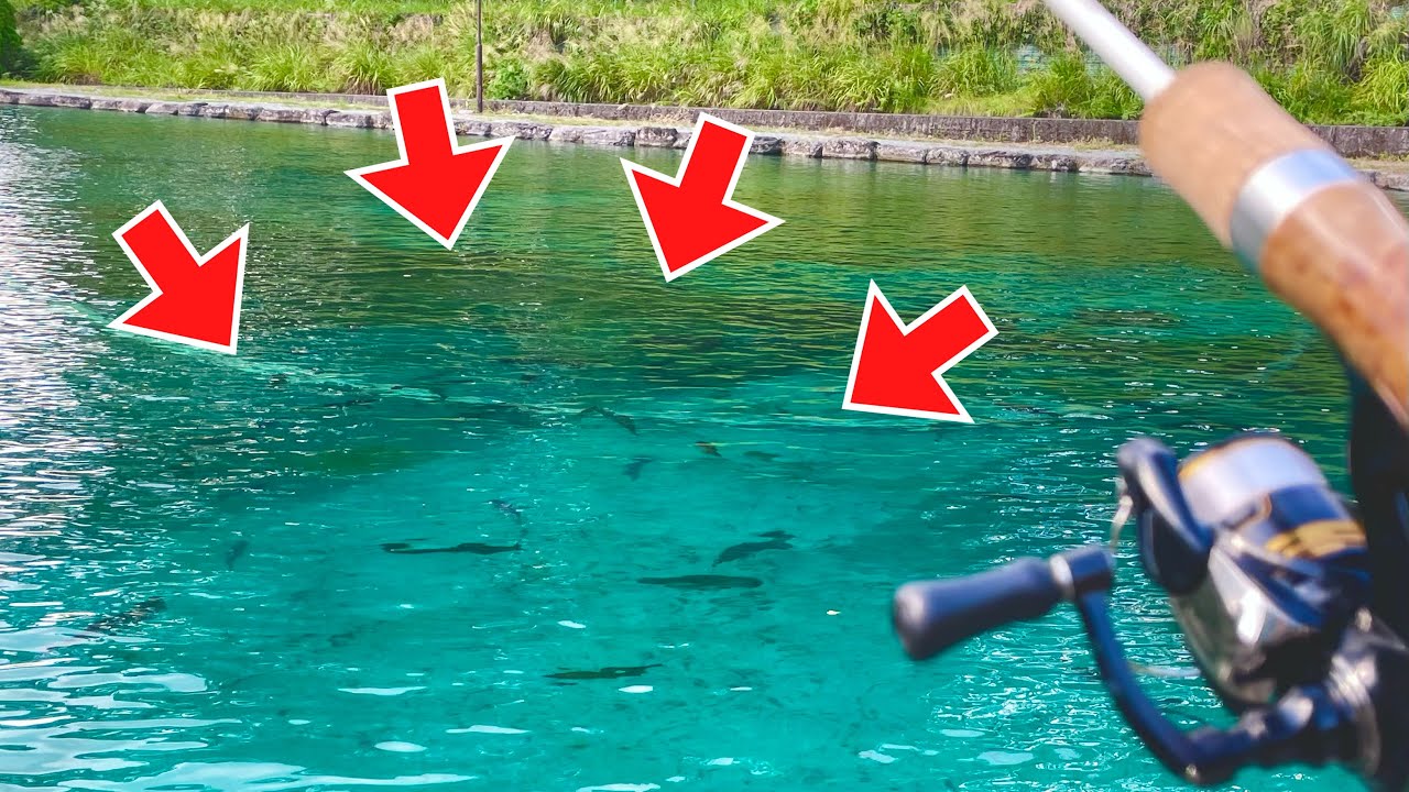 再オープンした"あの釣り場"は相変わらず大型サーモンの巣窟でした...【エリアトラウト】【管理釣り場】【パインレイク鹿留】