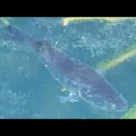 【ロクマルモンスター現る】ブラックバス