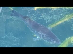 【ロクマルモンスター現る】ブラックバス