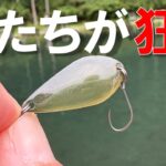【エリアトラウト】鱒を狂わすこのルアーがヤバかった…【小菅トラウトガーデン】