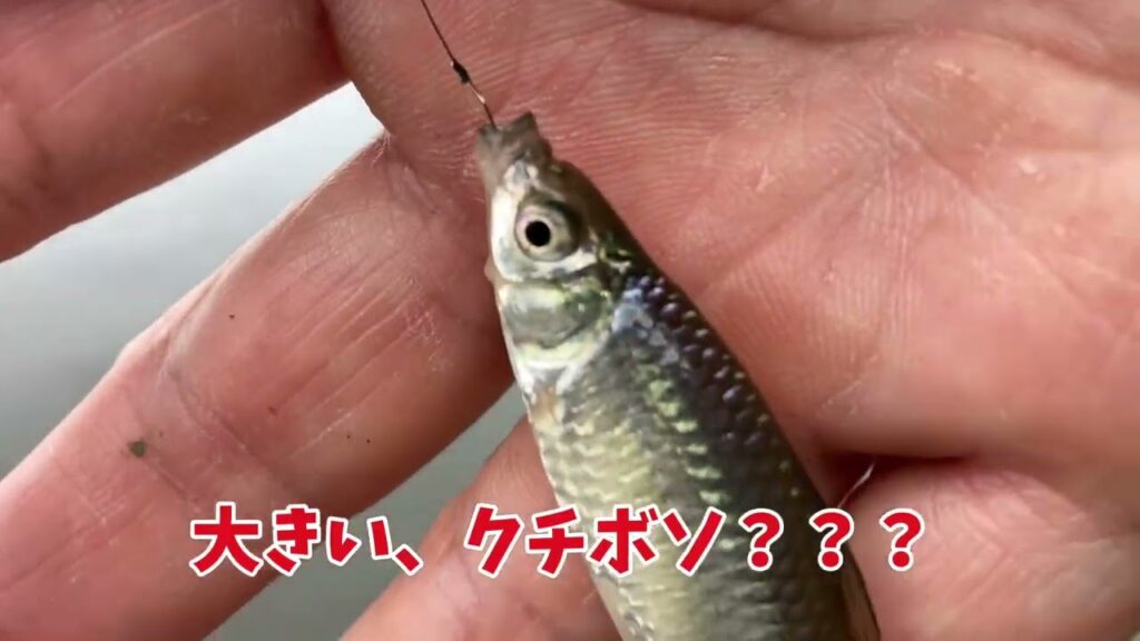 鹿島灘サーフでヒラメ狙いと手賀沼で小物釣りをした週末でした