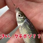 鹿島灘サーフでヒラメ狙いと手賀沼で小物釣りをした週末でした