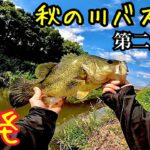 第二大場川でバス釣り(埼玉県)