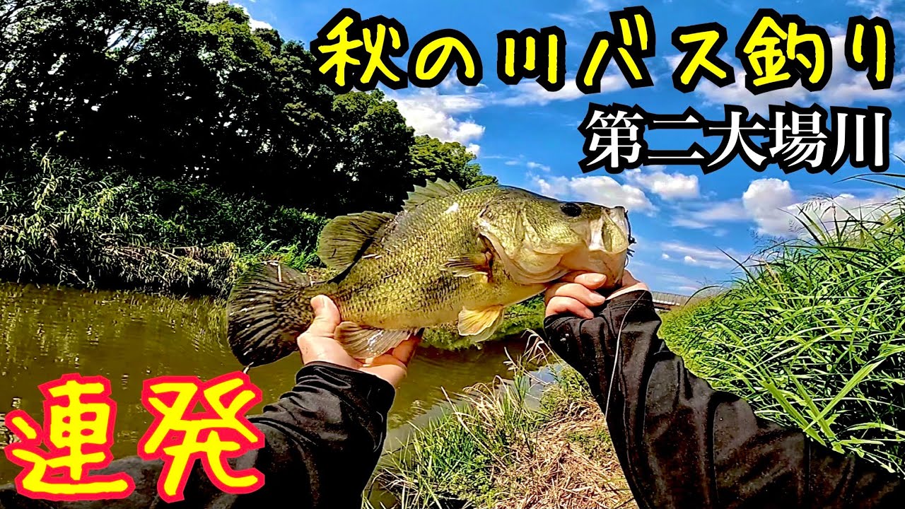 第二大場川でバス釣り(埼玉県)