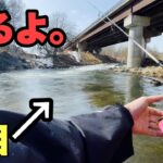 ウソだろ⁈デカっ！北海道の街中の川で釣れた巨大魚?!半年ぶりのルアーフィッシング