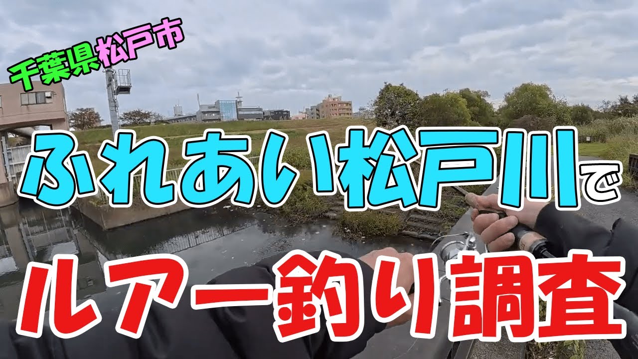 【ルアー釣り調査】千葉県松戸市を流れるふれあい松戸川でルアーフィッシング！