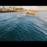 超最速本日日曜日ガチ朝マヅメ📢【浜名湖釣り🎣】