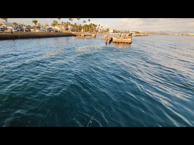 超最速本日日曜日ガチ朝マヅメ📢【浜名湖釣り🎣】