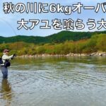 秋の荒喰いで信じられない太り方をした大物がいる川で釣りしてみた結果