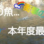 北海道 渓流釣り 豊平川 晩秋の増水河川に潜む怪物 巨大虹鱒