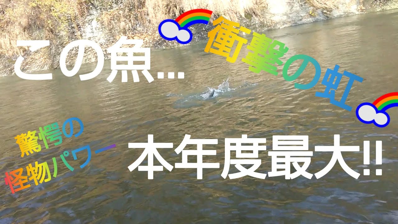 北海道 渓流釣り 豊平川 晩秋の増水河川に潜む怪物 巨大虹鱒