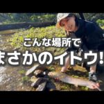 まさか…この小さな川でイトウが！？