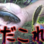 川釣りで楽しみすぎた結果。