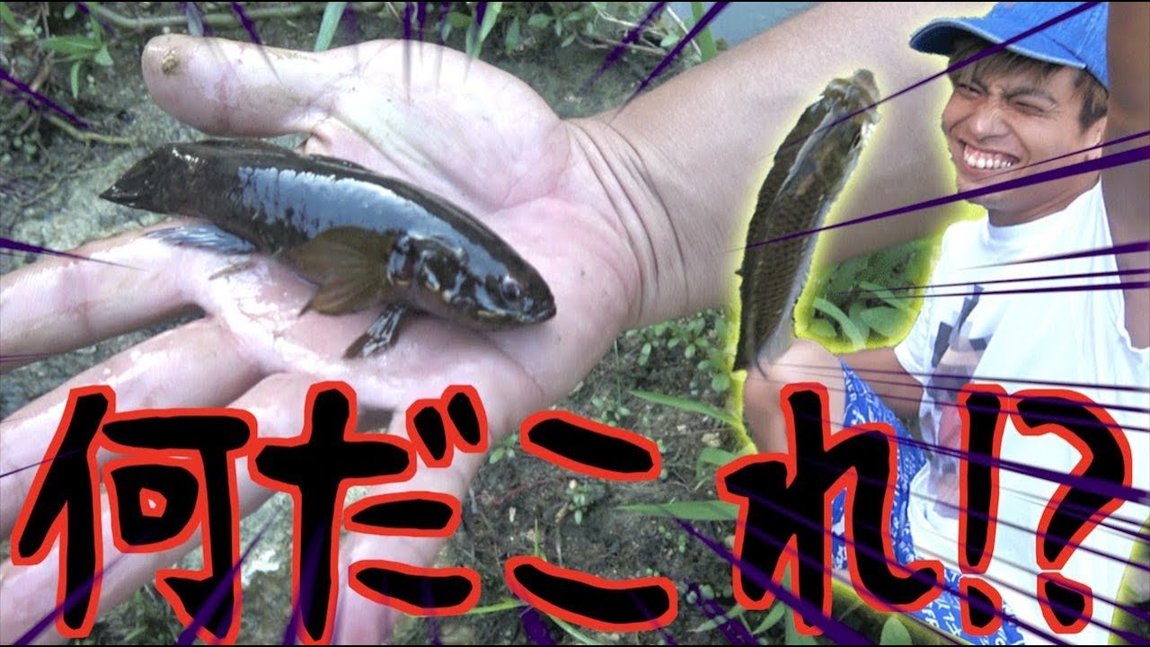 川釣りで楽しみすぎた結果。