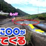 大発見！？待ってるだけでこの時期旬の生物が次々と…