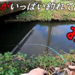 新規開拓であの魚がいっぱい釣れて面白過ぎた