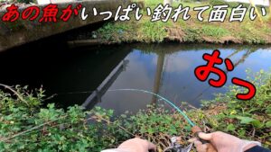 新規開拓であの魚がいっぱい釣れて面白過ぎた