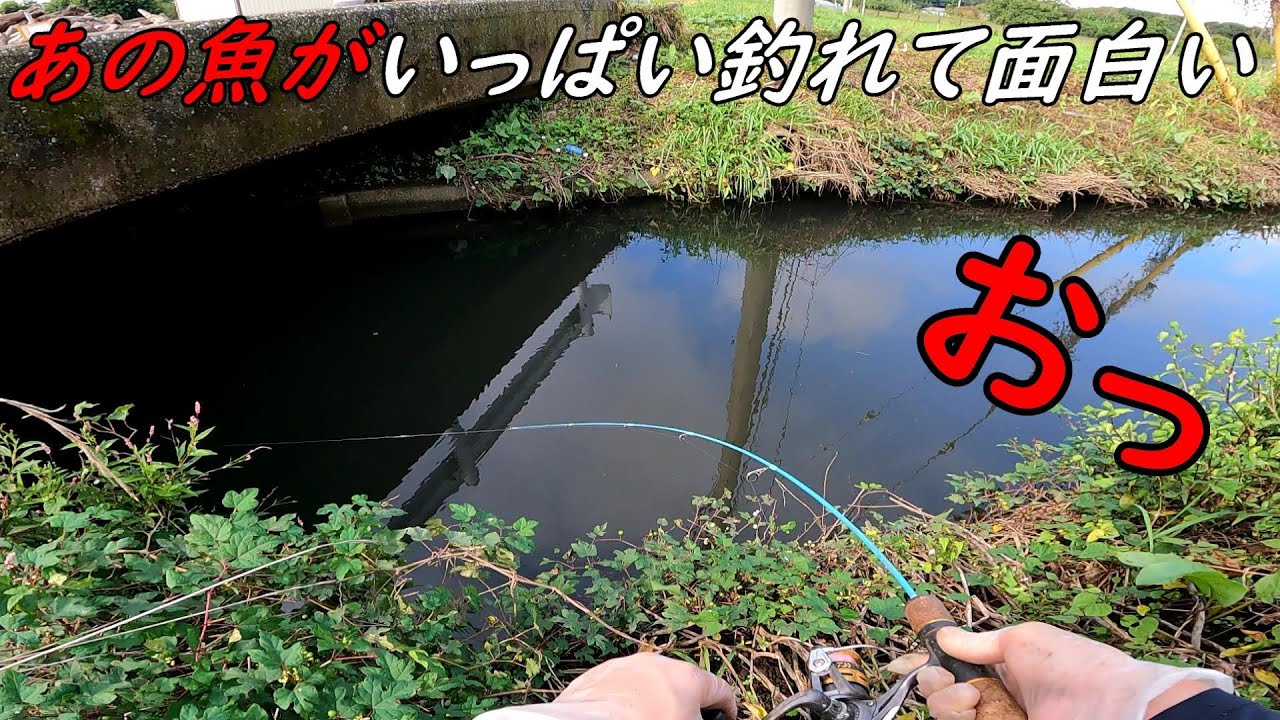 新規開拓であの魚がいっぱい釣れて面白過ぎた