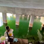 アメリカの橋下の川には信じられない魚が大量に生息してた