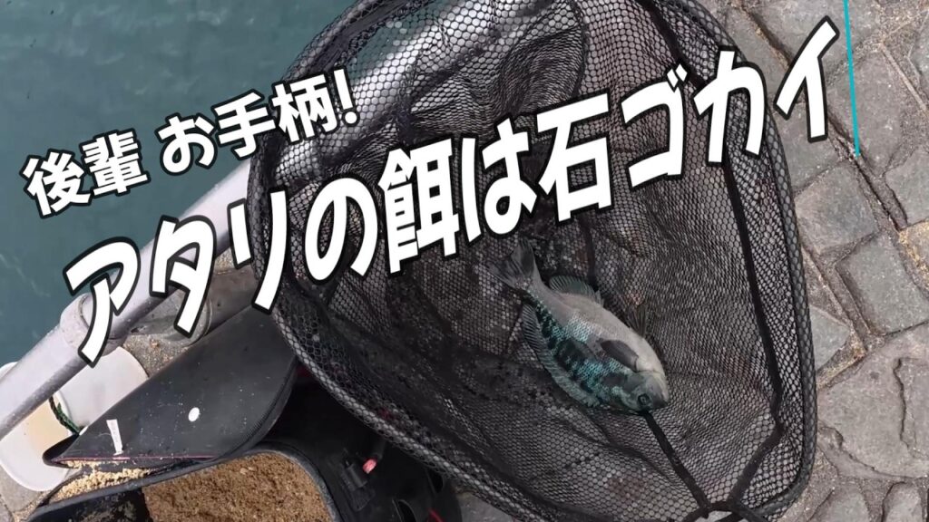 後輩 お手柄！　アタリの餌は石ゴカイ