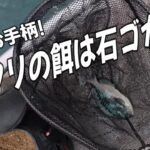 後輩 お手柄！　アタリの餌は石ゴカイ
