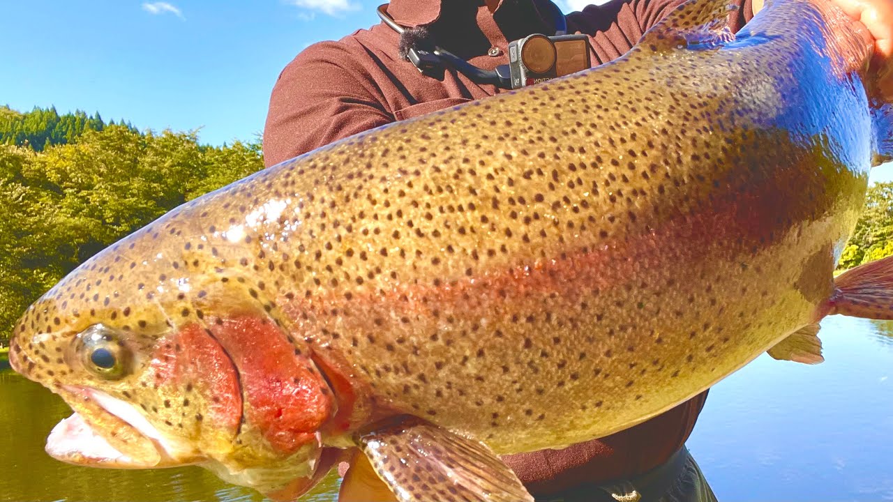 自分で釣ったサーモンで作るレアカツ、最高なんよ。【エリアトラウト】【管理釣り場】