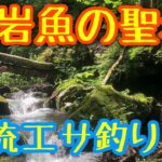 【渓流エサ釣り】山形朝日山系 源流でイワナ釣り（前編）