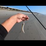 前回の続き…浜名湖とサーフで自由気ままにシロギス調査🐟️