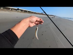 前回の続き…浜名湖とサーフで自由気ままにシロギス調査🐟️