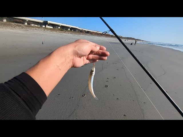 前回の続き…浜名湖とサーフで自由気ままにシロギス調査🐟️