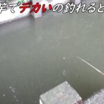 小物の竿で大物釣れると面白い