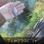 印旛沼タナゴ釣り　移動したら大きいタナゴ釣れた