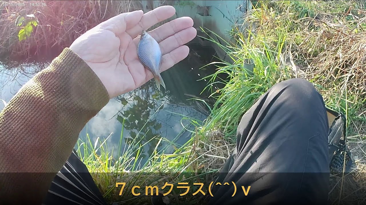 印旛沼タナゴ釣り　移動したら大きいタナゴ釣れた