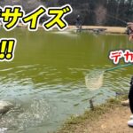 大型ブランド鱒がボコボコに釣れる釣り場が楽しすぎた！【エリアトラウト・管理釣り場】