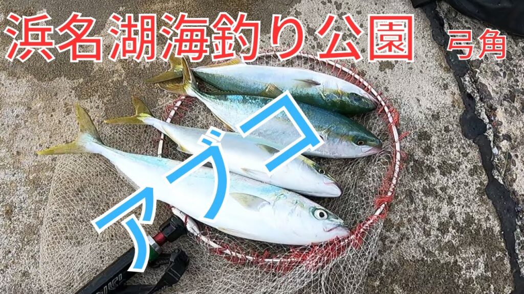 午後から青物が好調でした