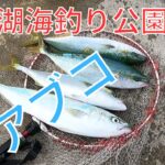 午後から青物が好調でした