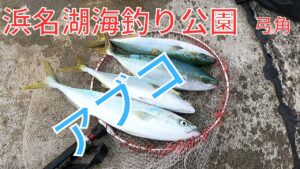 午後から青物が好調でした