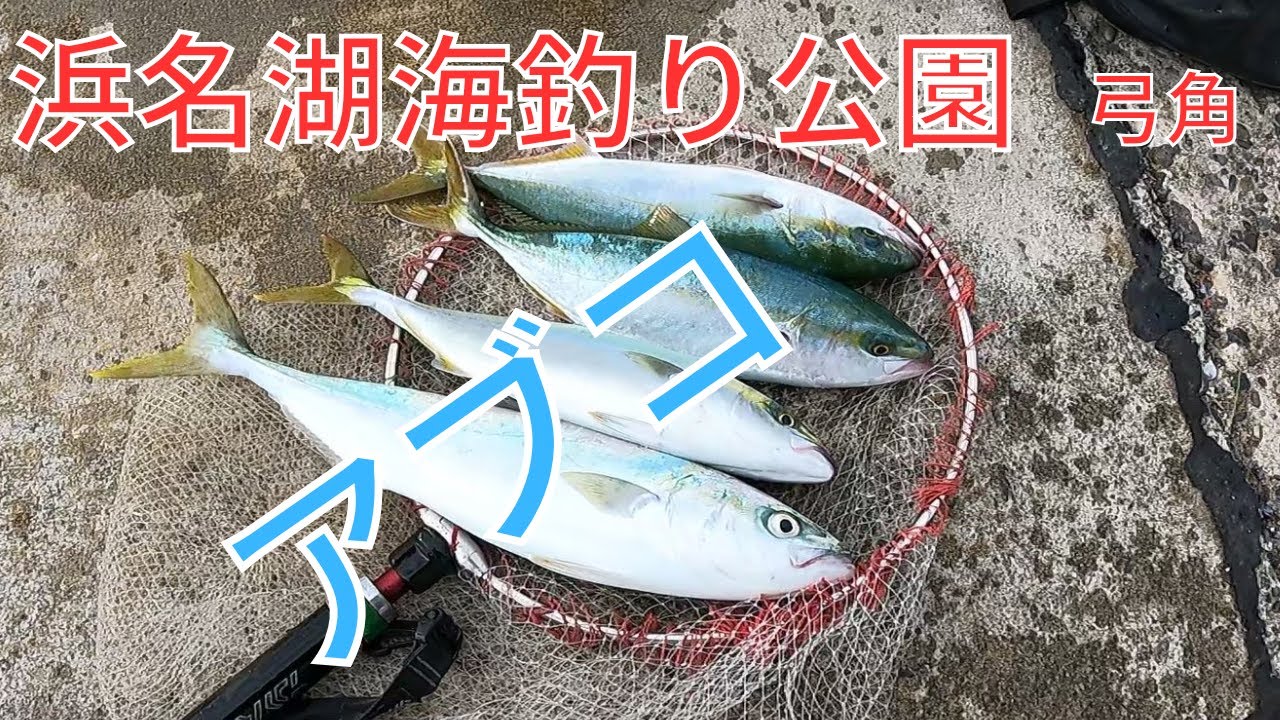 午後から青物が好調でした