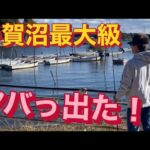 【手賀沼バス釣り】ロクマル級のバス目撃情報あり！ バス釣り おかっぱり