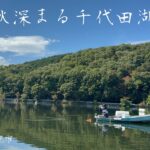 秋深まる放流前の千代田湖 中尺チョーチンセット へらぶな釣り