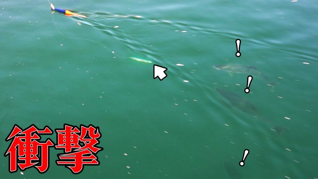 【海上釣堀】青物を狂わせる衝撃の釣り方を公開します