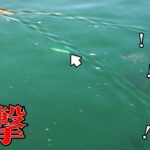 【海上釣堀】青物を狂わせる衝撃の釣り方を公開します