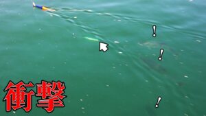 【海上釣堀】青物を狂わせる衝撃の釣り方を公開します