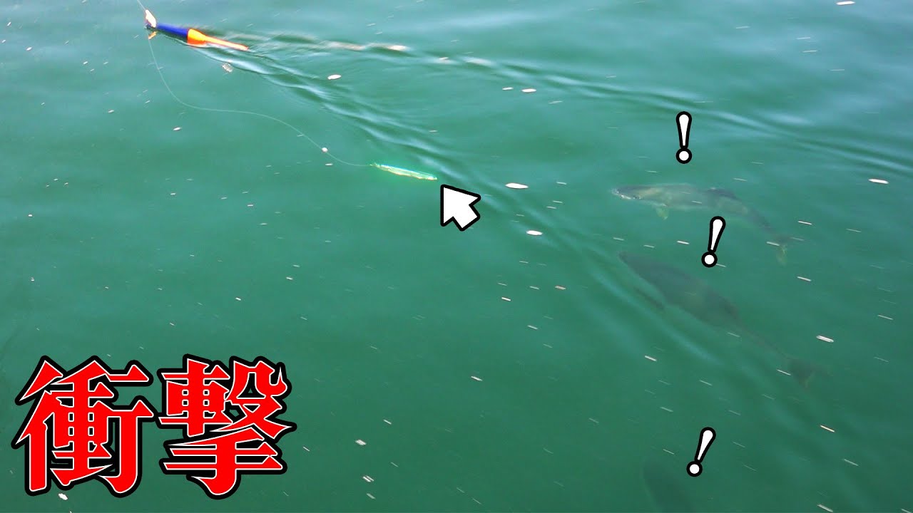 【海上釣堀】青物を狂わせる衝撃の釣り方を公開します