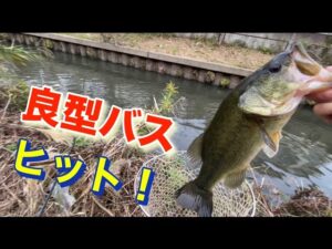 【霞ヶ浦バス釣り】まだいける!? 霞水系サイトフィッシング おかっぱり